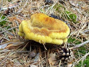 Klikni pro velký obrázek