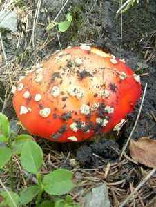 Klikni pro velký obrázek