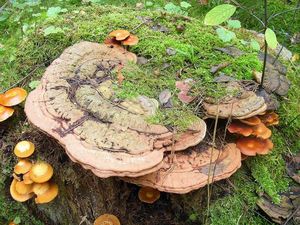 Klikni pro velký obrázek