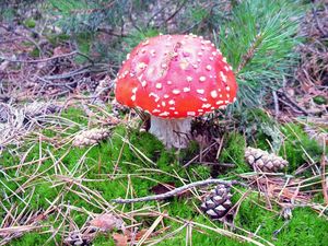 Klikni pro velký obrázek