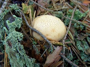 Klikni pro velký obrázek