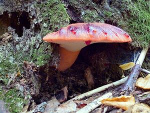 Klikni pro velký obrázek