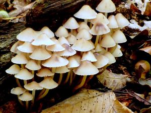 Klikni pro velký obrázek