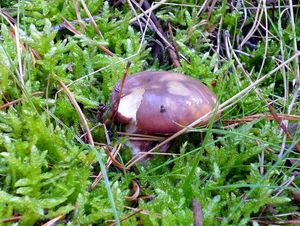 Klikni pro velký obrázek