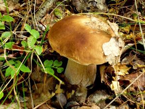 Klikni pro velký obrázek