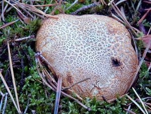 Klikni pro velký obrázek