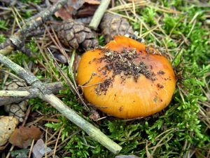 Klikni pro velký obrázek