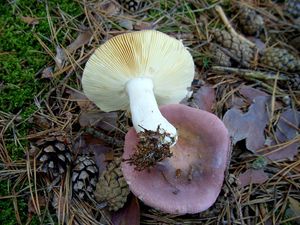 Klikni pro velký obrázek