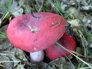 Klikni pro velký obrázek