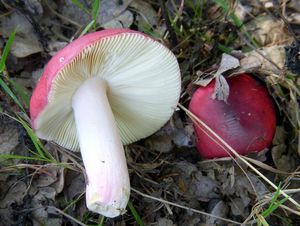 Klikni pro velký obrázek