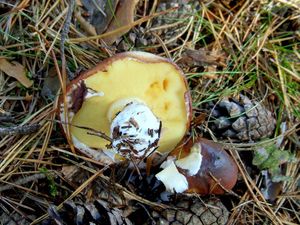 Klikni pro velký obrázek