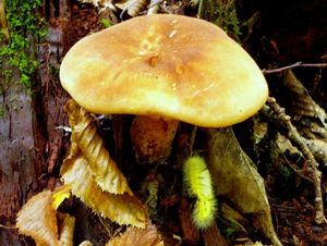 Klikni pro velký obrázek