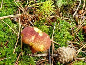 Klikni pro velký obrázek