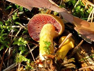 Klikni pro velký obrázek