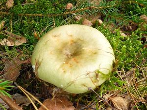 Klikni pro velký obrázek