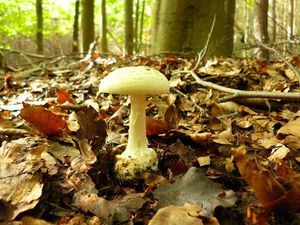 Klikni pro velký obrázek