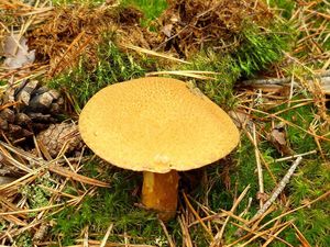 Klikni pro velký obrázek