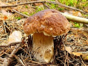 Klikni pro velký obrázek