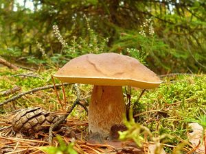 Klikni pro velký obrázek