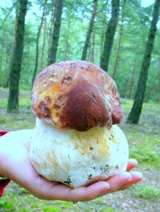 Klikni pro velký obrázek