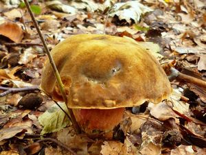 Klikni pro velký obrázek