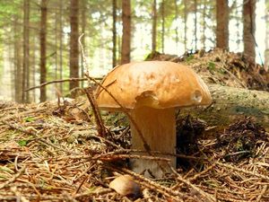 Klikni pro velký obrázek