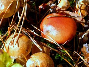 Klikni pro velký obrázek