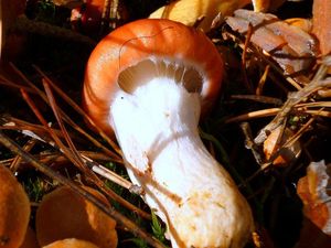 Klikni pro velký obrázek