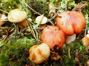 Klikni pro velký obrázek