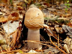 Klikni pro velký obrázek