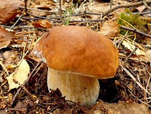 Klikni pro velký obrázek