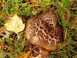 Klikni pro velký obrázek