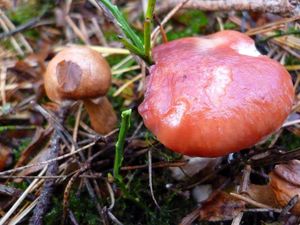 Klikni pro velký obrázek