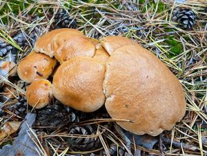 Klikni pro velký obrázek