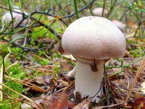 Klikni pro velký obrázek