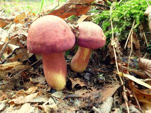 Klikni pro velký obrázek