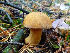 Klikni pro velký obrázek