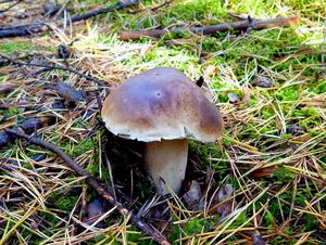 Klikni pro velký obrázek