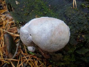 Klikni pro velký obrázek