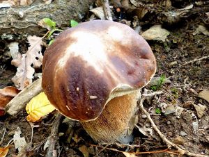 Klikni pro velký obrázek