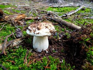 Klikni pro velký obrázek