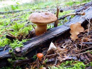 Klikni pro velký obrázek