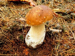 Klikni pro velký obrázek