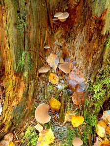 Klikni pro velký obrázek