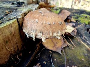 Klikni pro velký obrázek