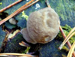 Klikni pro velký obrázek