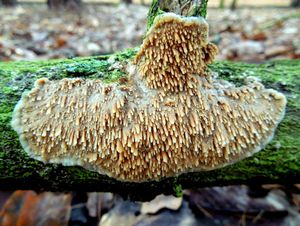 Klikni pro velký obrázek