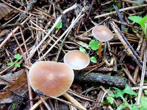 Klikni pro velký obrázek