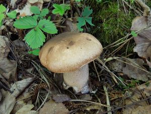 Klikni pro velký obrázek