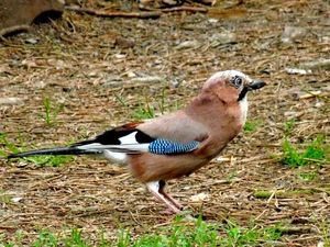 Klikni pro velký obrázek